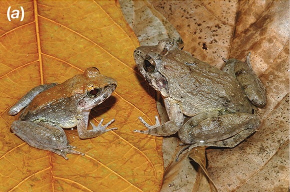 a-new-way-frogs-reproduce-ask-a-biologist